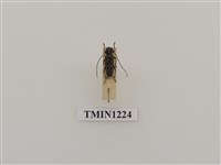 藏品(梭德氏黃紋天牛)的圖片